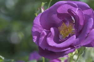 RHAPSODY IN BLUE (floribunda)